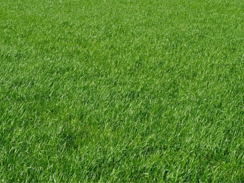Artificial Grass Cleaning in Manchester
